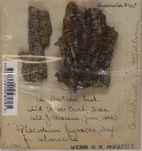 Caloplaca luteoalba image