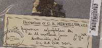 Thumbnail image of current specimen