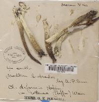 Cladonia deformis image