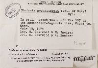 Cladonia scabriuscula image