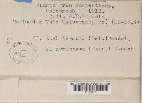 Cladonia scabriuscula image