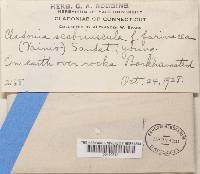 Cladonia scabriuscula image