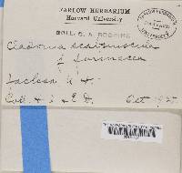 Cladonia scabriuscula image