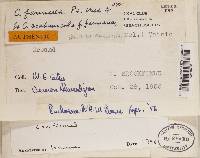 Cladonia scabriuscula image