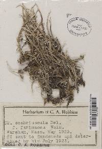 Cladonia scabriuscula image