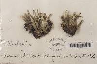 Cladonia deformis image