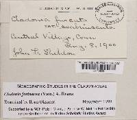 Cladonia scabriuscula image