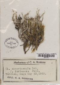 Cladonia scabriuscula image