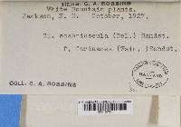 Cladonia scabriuscula image