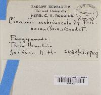 Cladonia scabriuscula image