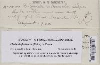 Cladonia scabriuscula image