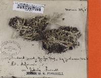 Cladonia deformis image