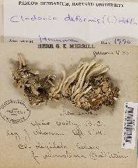 Cladonia deformis image