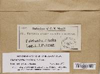 Cladonia scabriuscula image