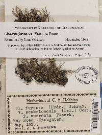 Cladonia scabriuscula image