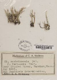 Cladonia scabriuscula image