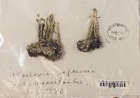 Cladonia deformis image
