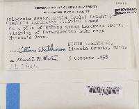 Cladonia scabriuscula image