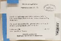 Thumbnail image of current specimen