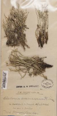 Thumbnail image of current specimen