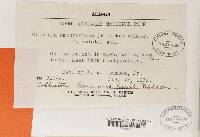 Cladonia amaurocraea image