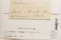 Cladonia amaurocraea image