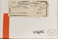 Cladonia amaurocraea image