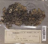 Thumbnail image of current specimen