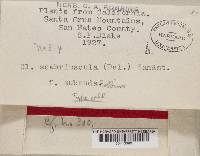 Cladonia scabriuscula image