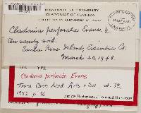 Cladonia perforata image