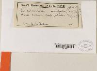 Thumbnail image of current specimen