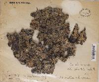Thumbnail image of current specimen