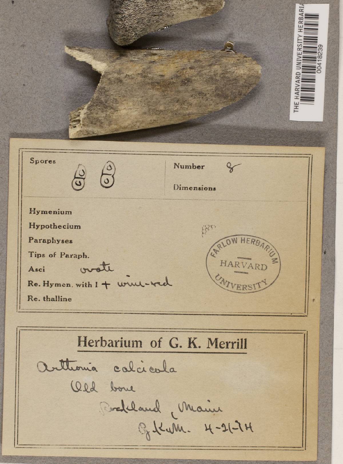 Arthonia calcicola image