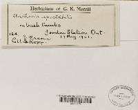 Arthothelium spectabile image