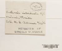 Arthonia compensata image