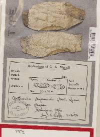 Image Associated With the Occurrence