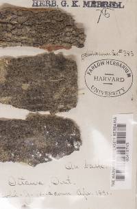 Thumbnail image of current specimen