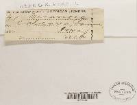 Aspicilia calcarea image