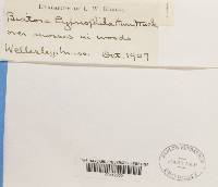 Thumbnail image of current specimen