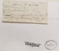 Thumbnail image of current specimen