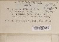 Cladonia ramulosa image