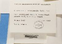 Cladonia scabriuscula image