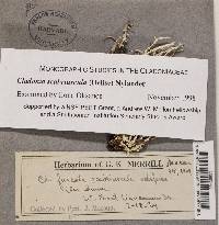 Cladonia scabriuscula image