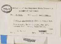 Cladonia scabriuscula image