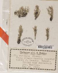 Cladonia scabriuscula image