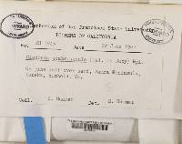 Cladonia scabriuscula image