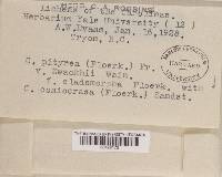 Cladonia ramulosa image