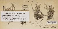 Cladonia scabriuscula image