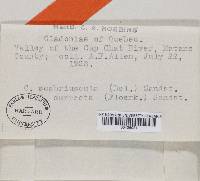 Cladonia scabriuscula image