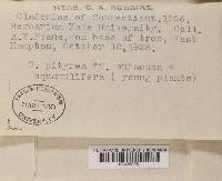 Cladonia ramulosa image